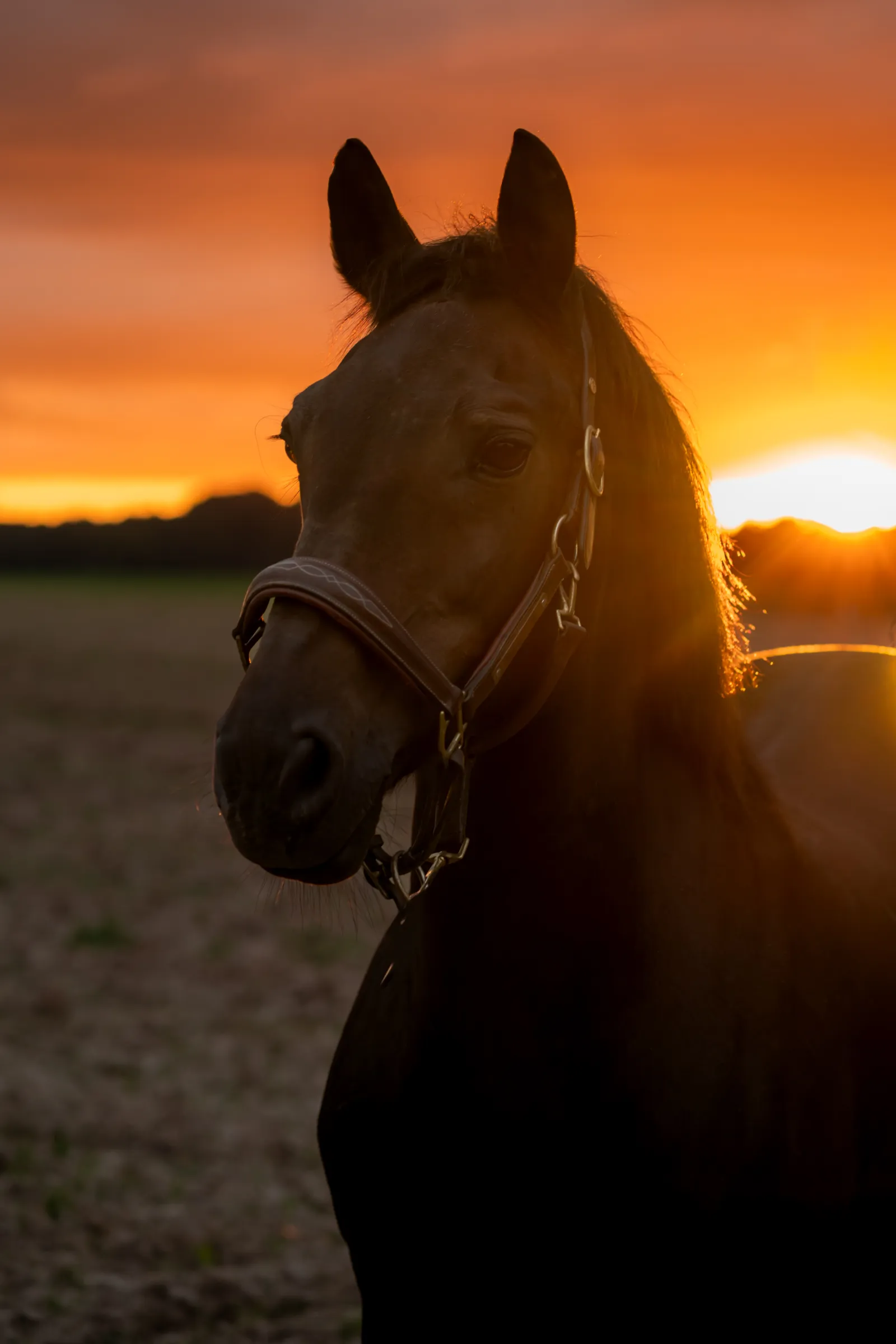Portrait animalier en Normandie — Humanimal Photographie