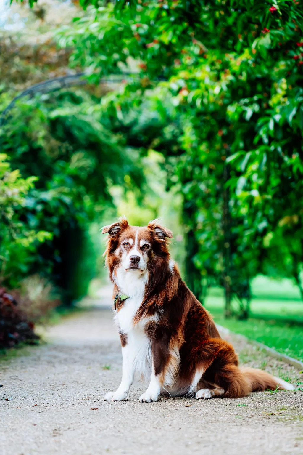 Portrait animalier en Normandie — Humanimal Photographie