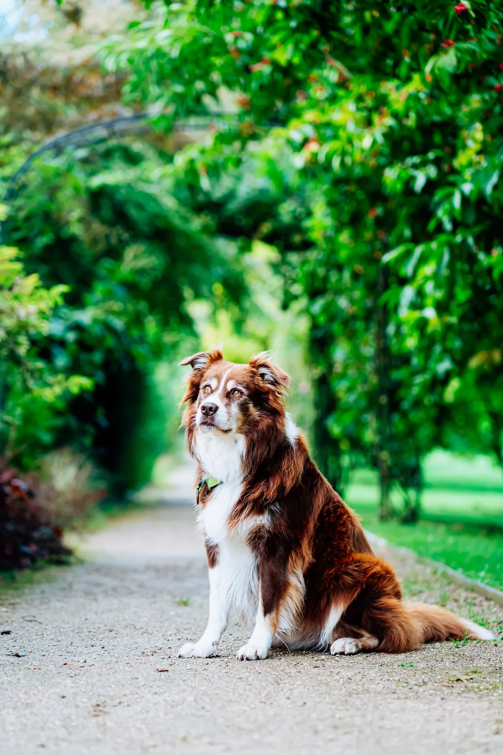 Portrait animalier en Normandie — Humanimal Photographie