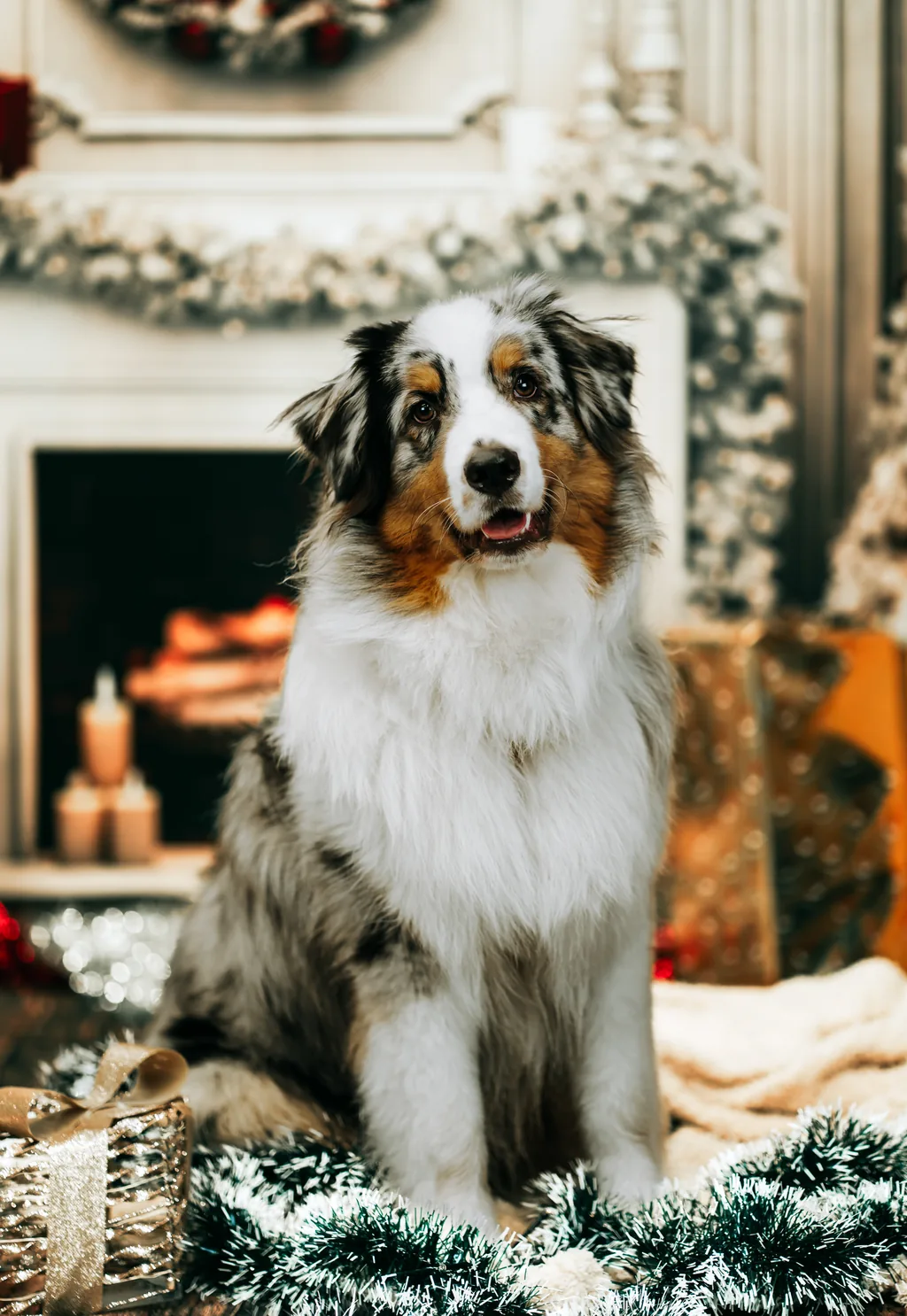 Portrait animalier en Normandie — Humanimal Photographie