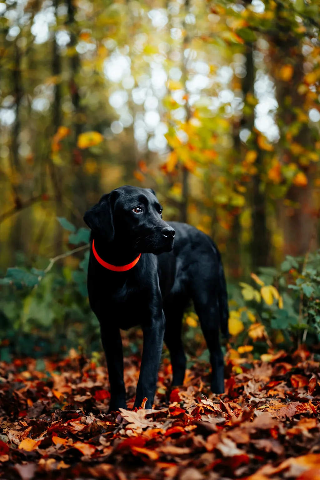 Portrait animalier en Normandie — Humanimal Photographie
