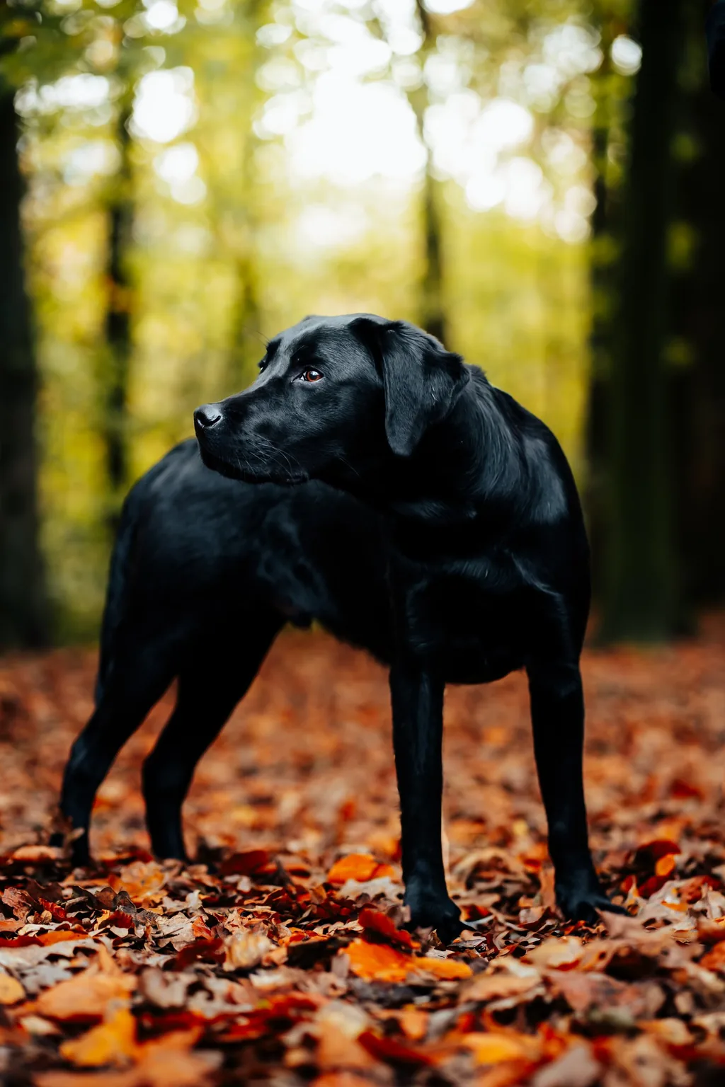 Portrait animalier en Normandie — Humanimal Photographie
