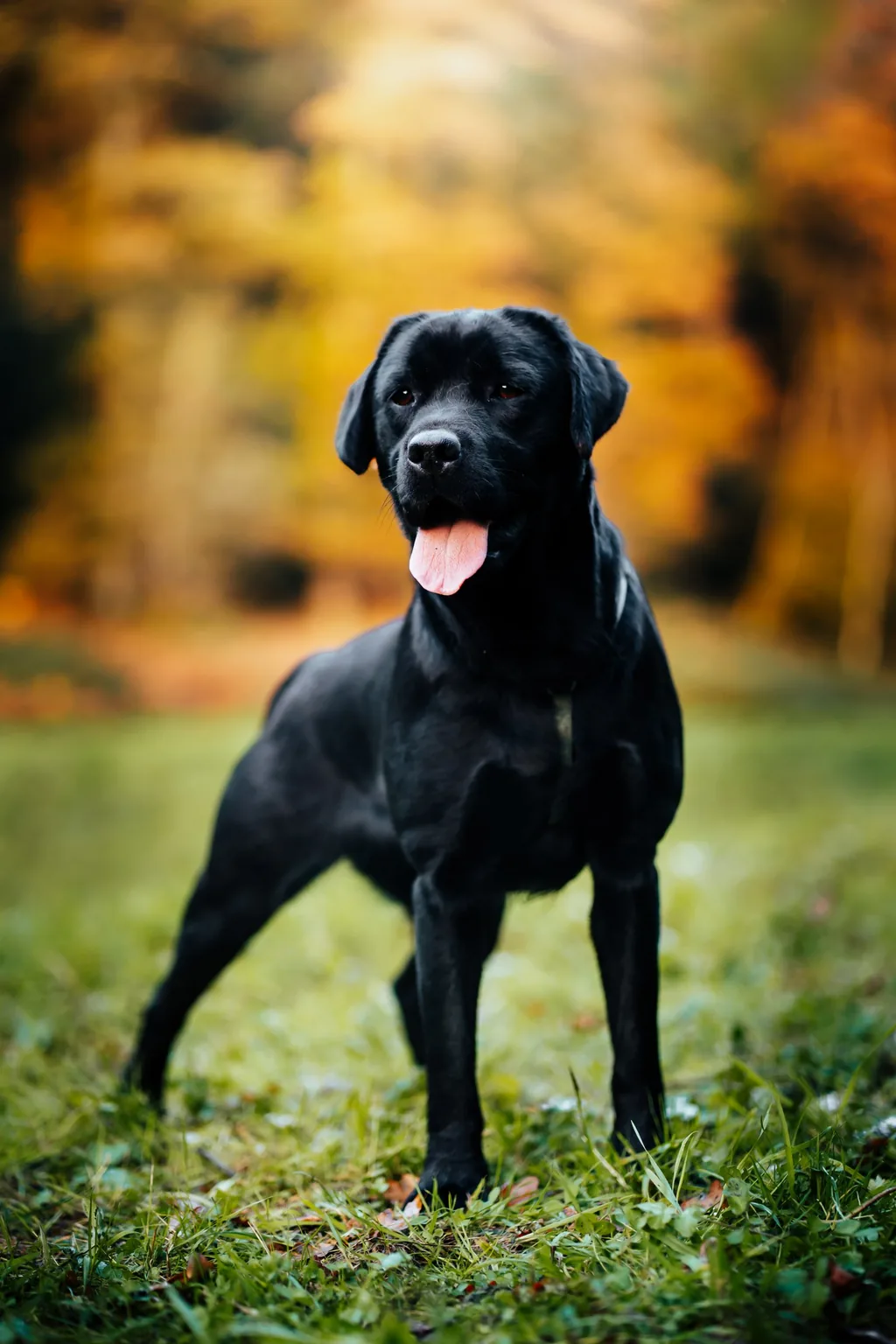 Portrait animalier en Normandie — Humanimal Photographie