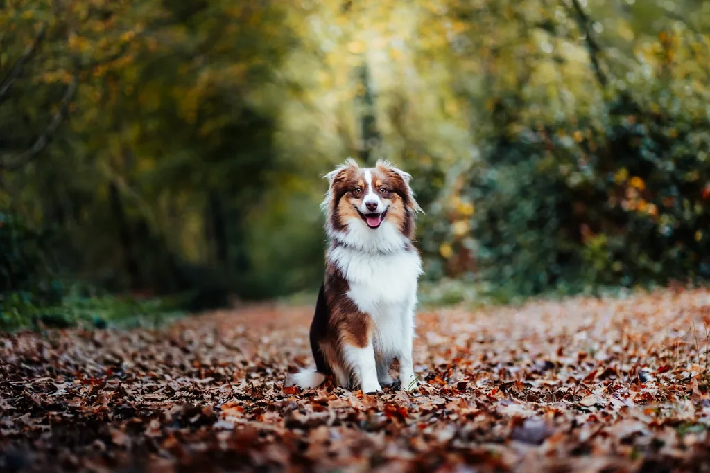 Portrait animalier en Normandie — Humanimal Photographie