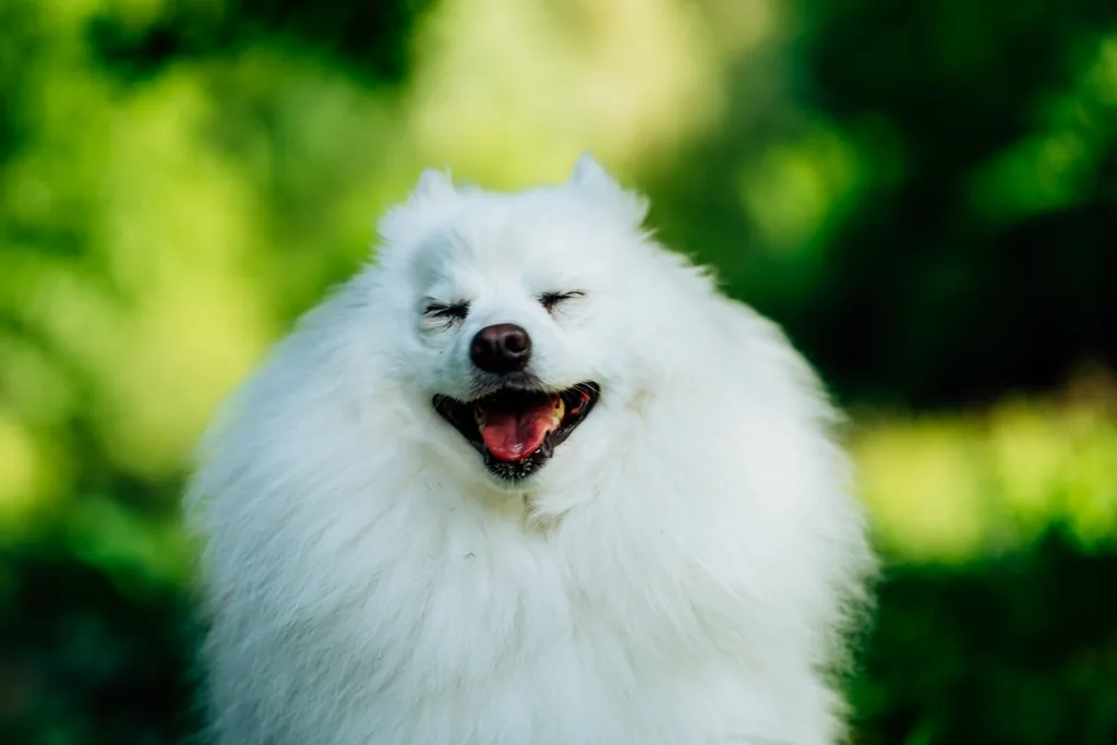 Portrait animalier en Normandie — Humanimal Photographie