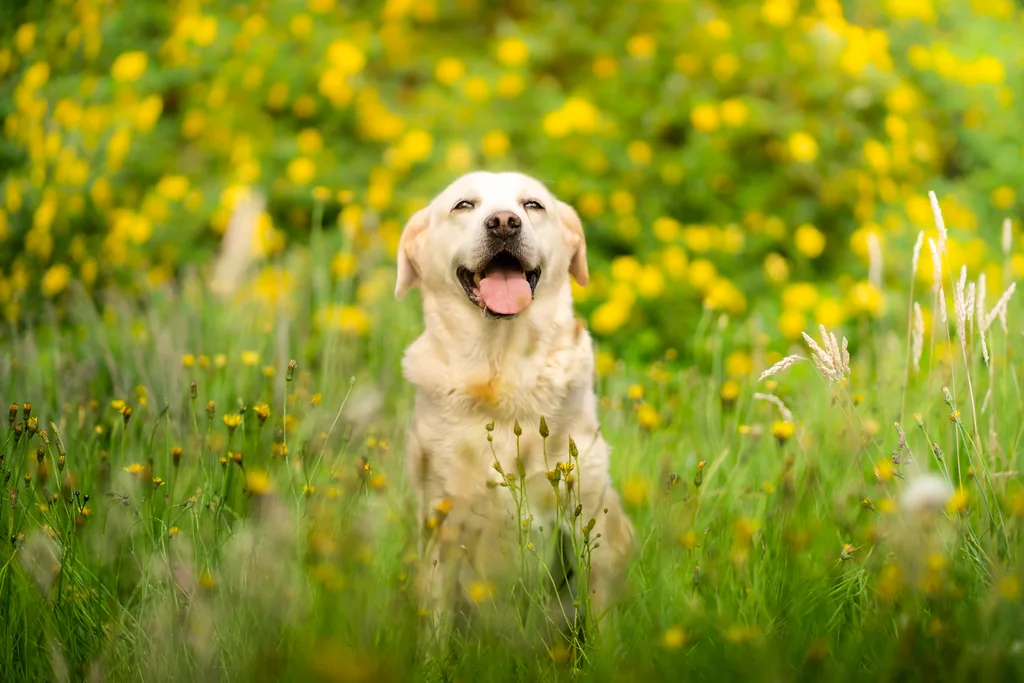 Portrait animalier en Normandie — Humanimal Photographie