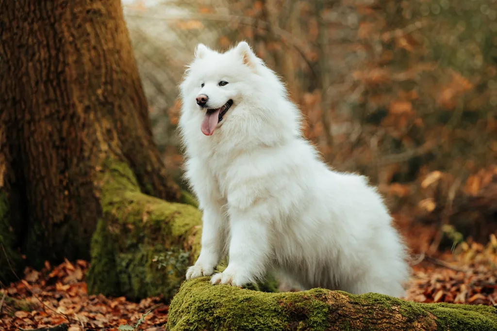 Portrait animalier en Normandie — Humanimal Photographie