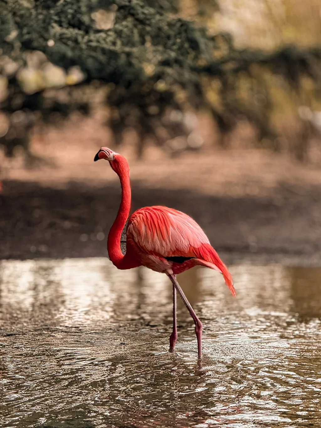 Portrait animalier en Normandie — Humanimal Photographie