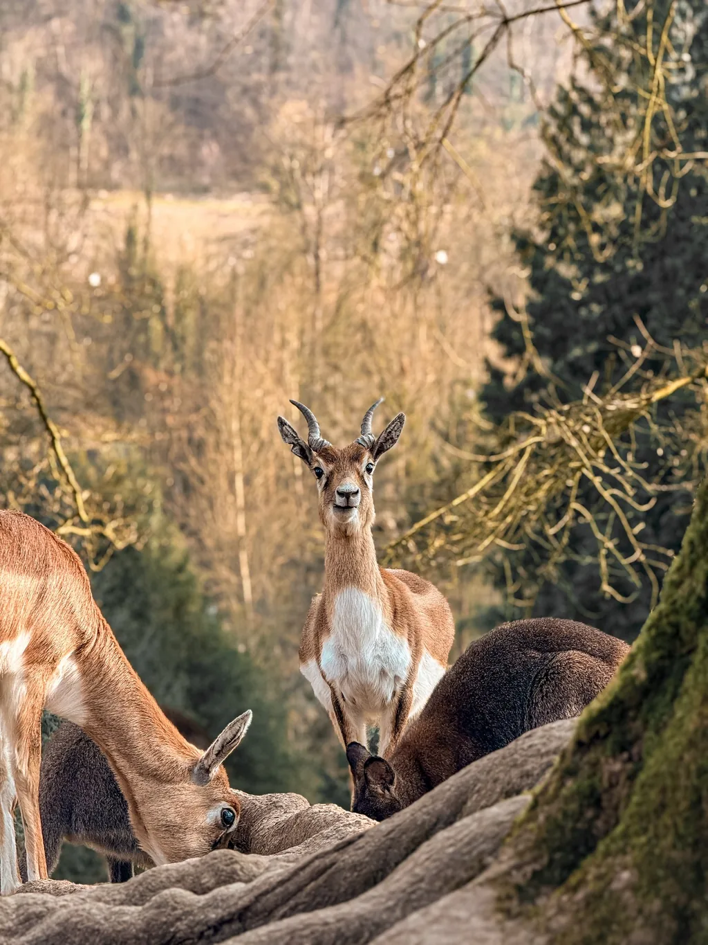 Portrait animalier en Normandie — Humanimal Photographie