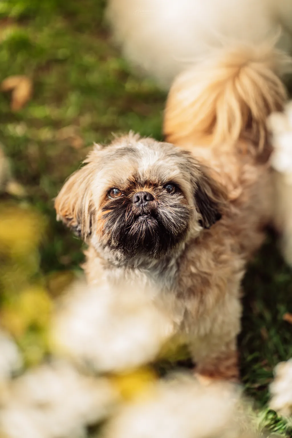 Portrait animalier en Normandie — Humanimal Photographie