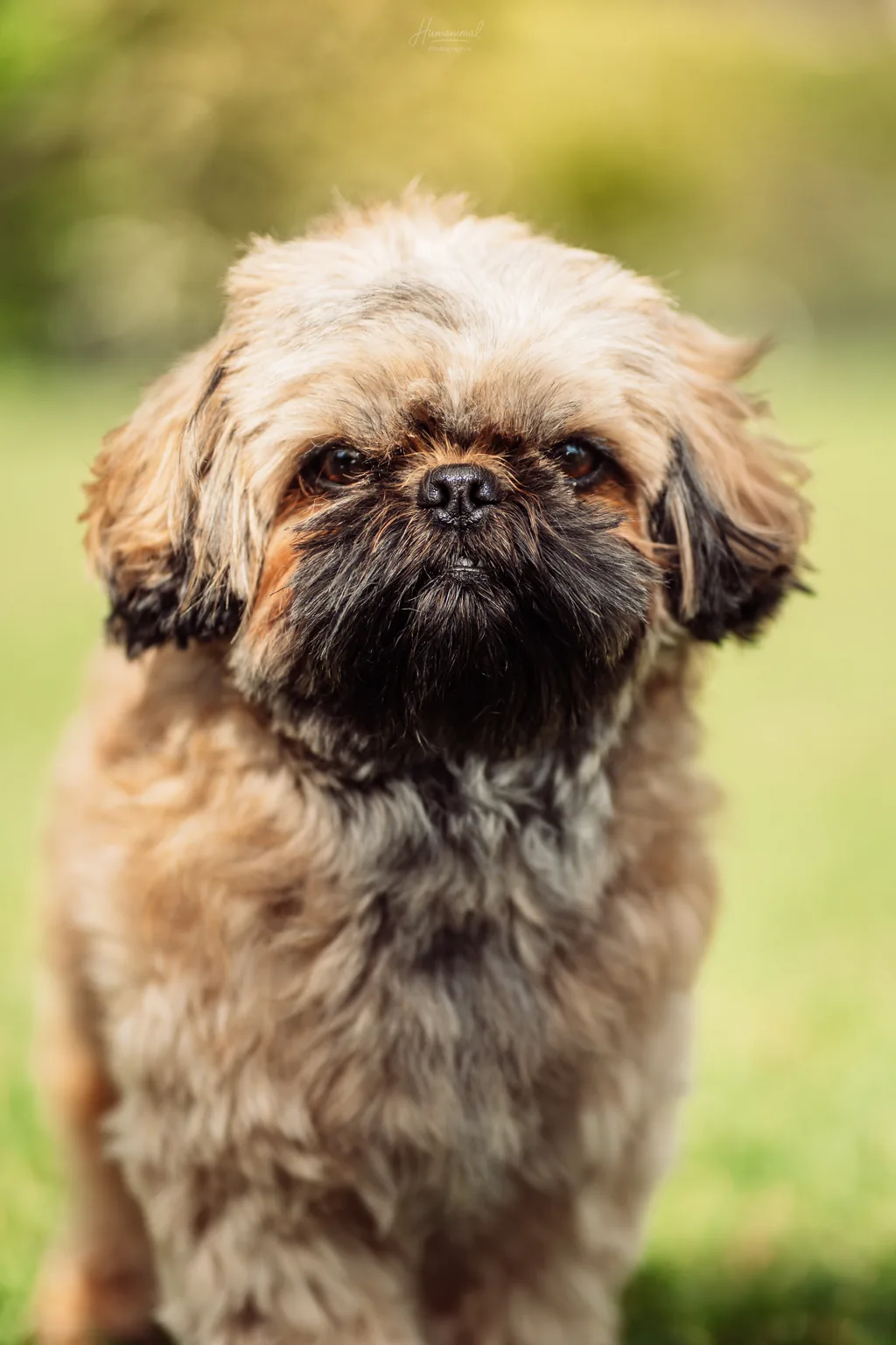 Portrait animalier en Normandie — Humanimal Photographie
